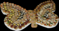 /album/quelques-creations/papillon-png/